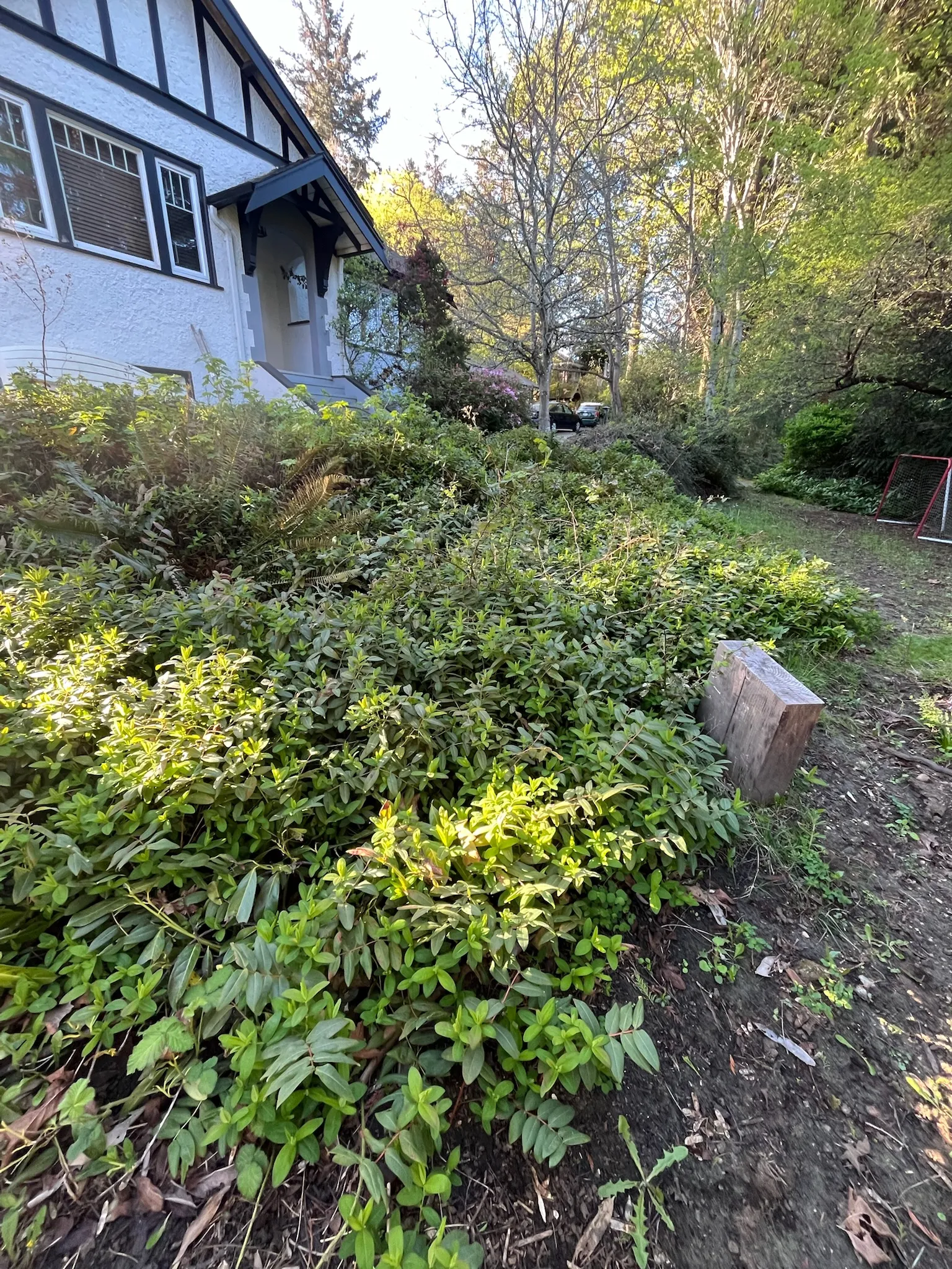 Years of overgrowth with no usable space.